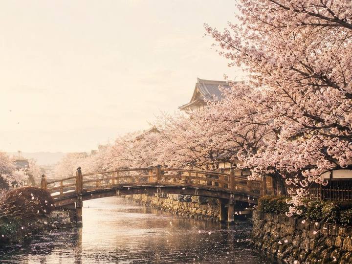 Hoa anh đào Kyoto